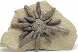 Jurassic Fossil Urchin (Reboulicidaris) - Amellago, Morocco #218419-1